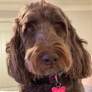 Meet your Posher, Ella